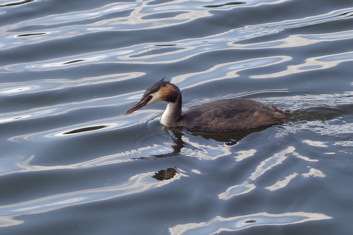 Чомга в лучах утреннего солнца - Рита Симонова