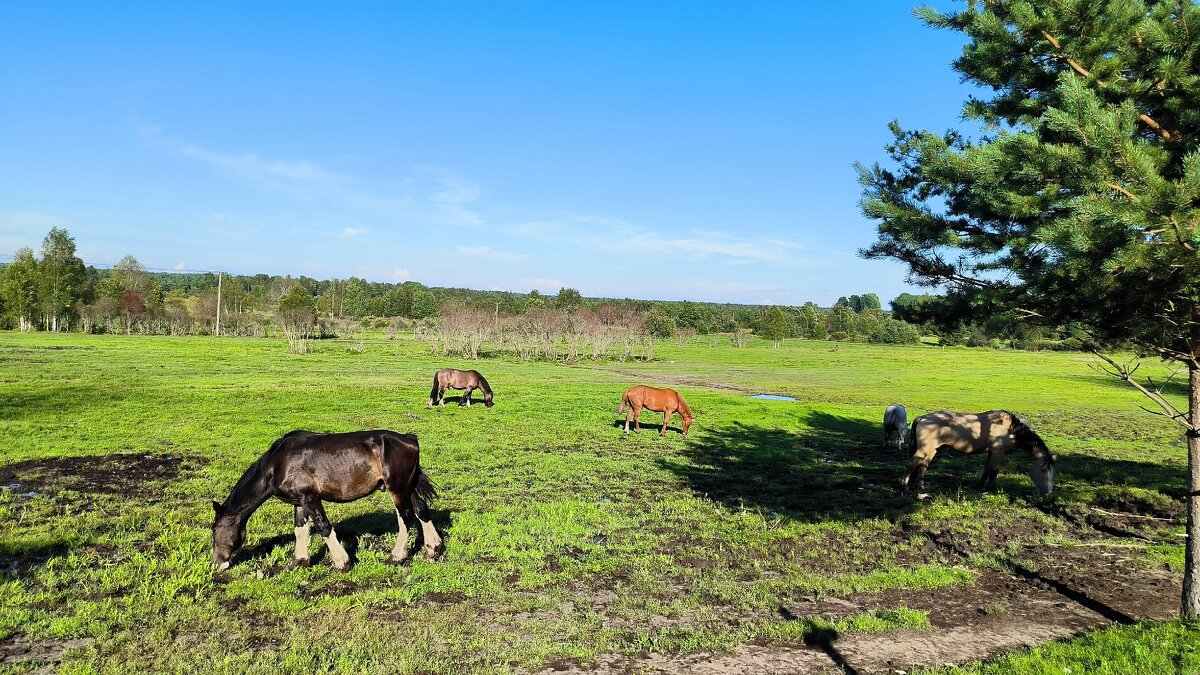 На выпасе. - Ольга На выпасе. - Ольга