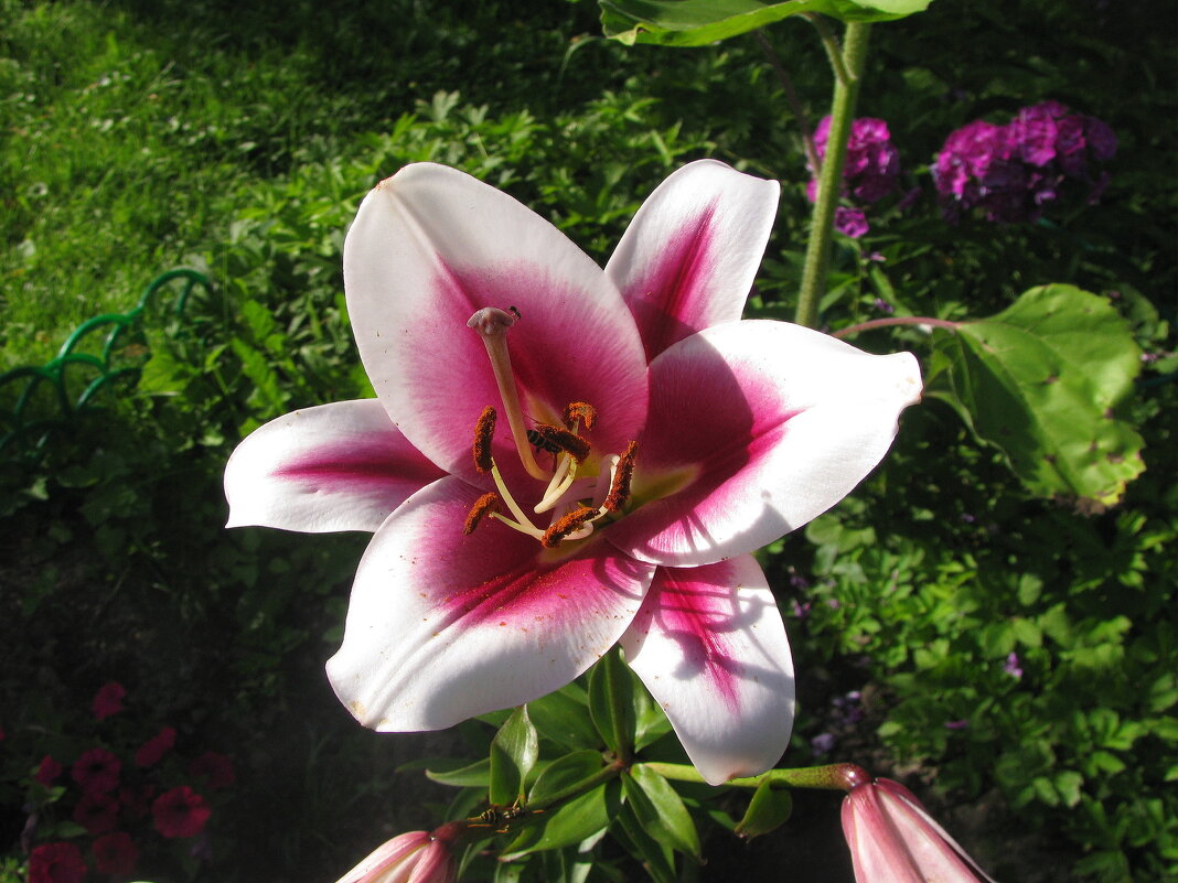 Красавица - Людмила Смородинская