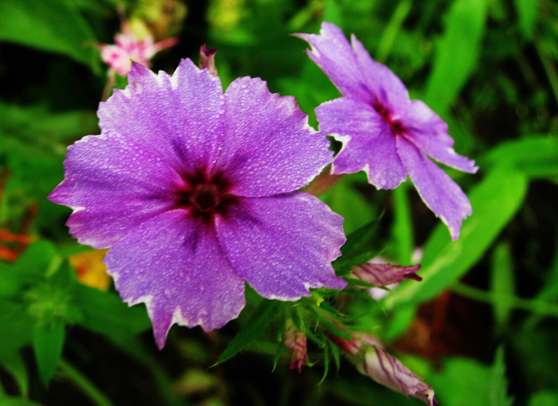 Нежное цветение - Людмила Смородинская Нежное цветение - Людмила Смородинская