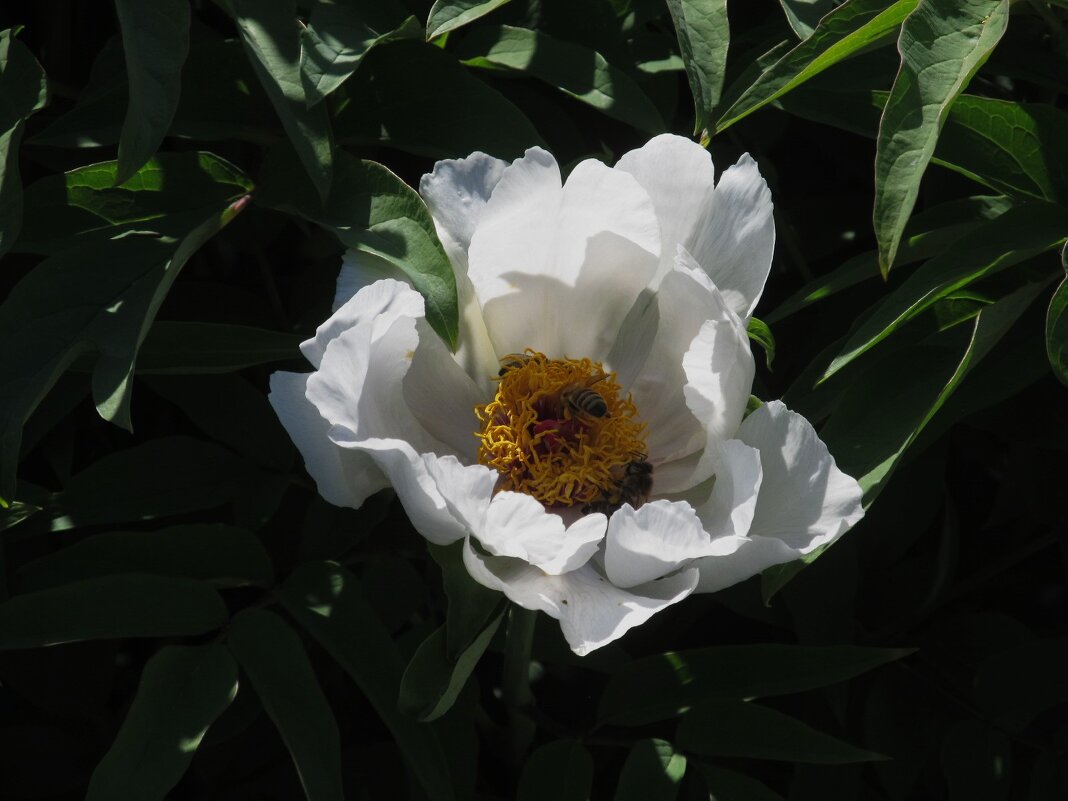 цветущий май - Елена Шаламова