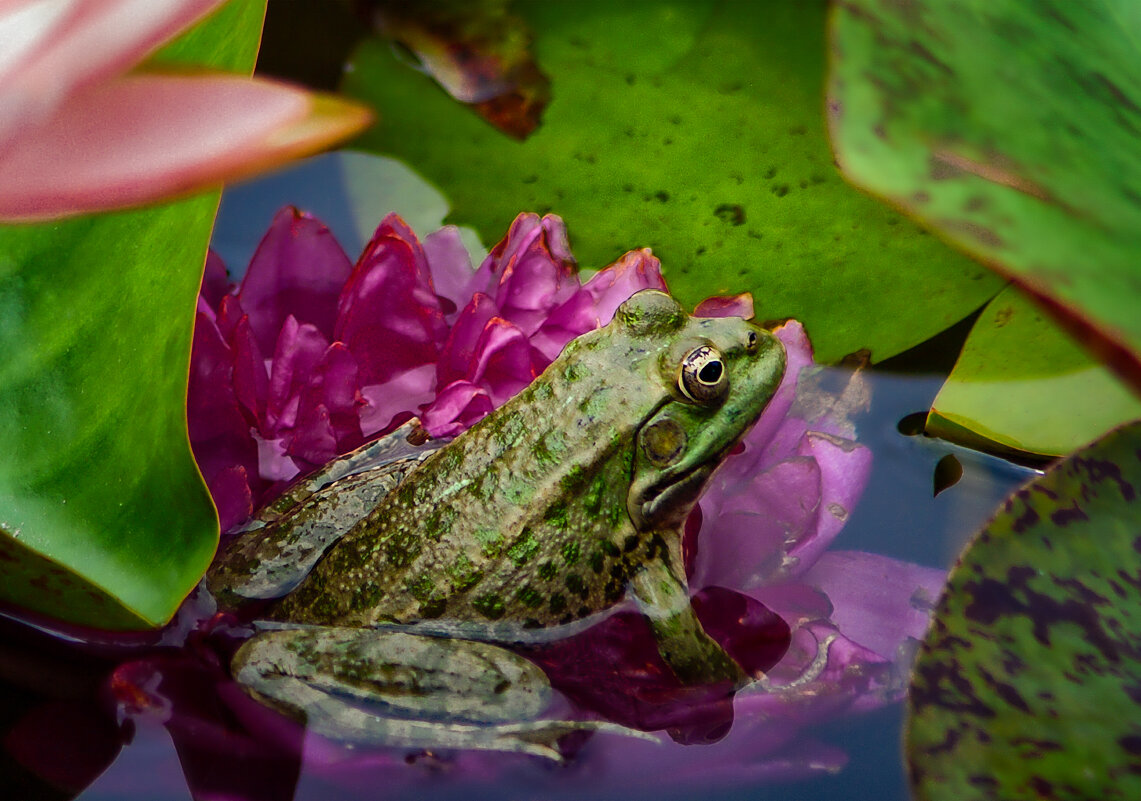 ... - Игорь Хижняк ... - Игорь Хижняк