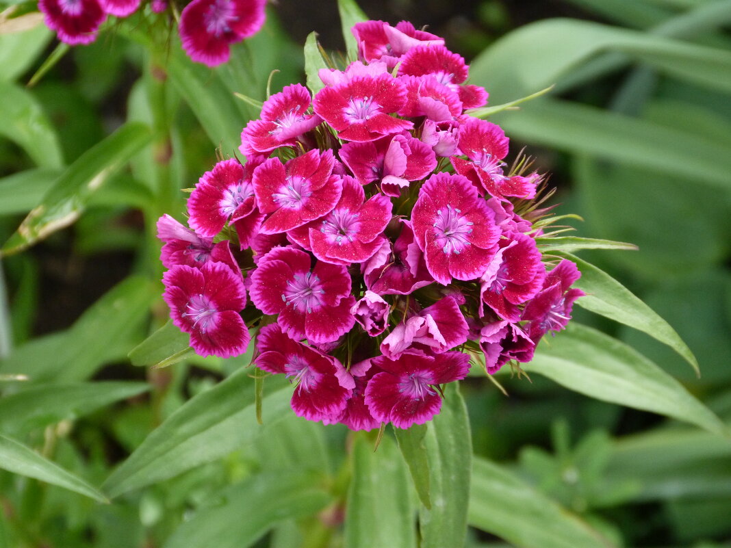 Гвоздика  турецкая махровая - Валентин Семчишин