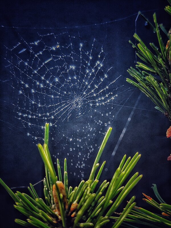 Утреняя капель. - Галина Левина Утреняя капель. - Галина Левина