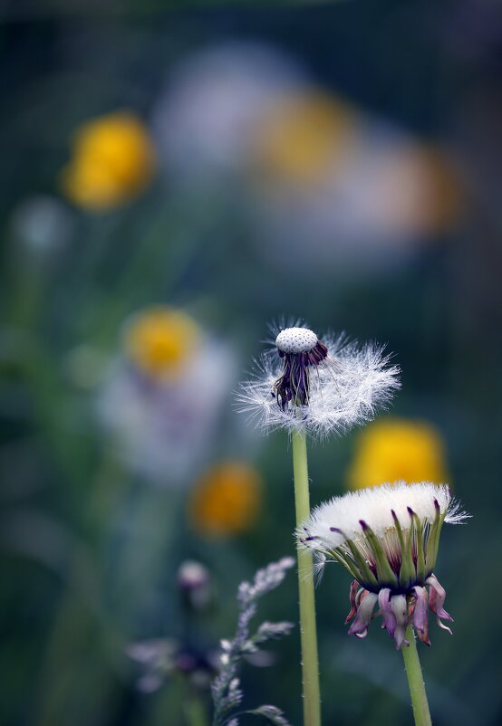 Царицыно май одуванчики - Михаил Бибичков Царицыно май одуванчики - Михаил Бибичков