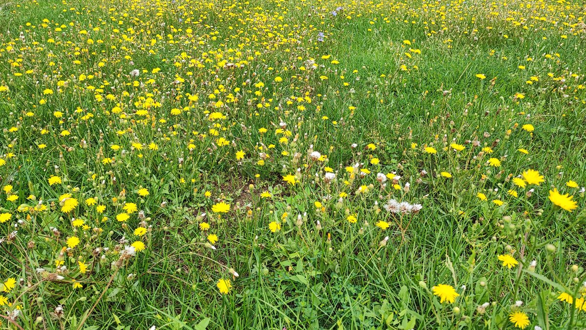 ,,, - Сергей Тимоновский