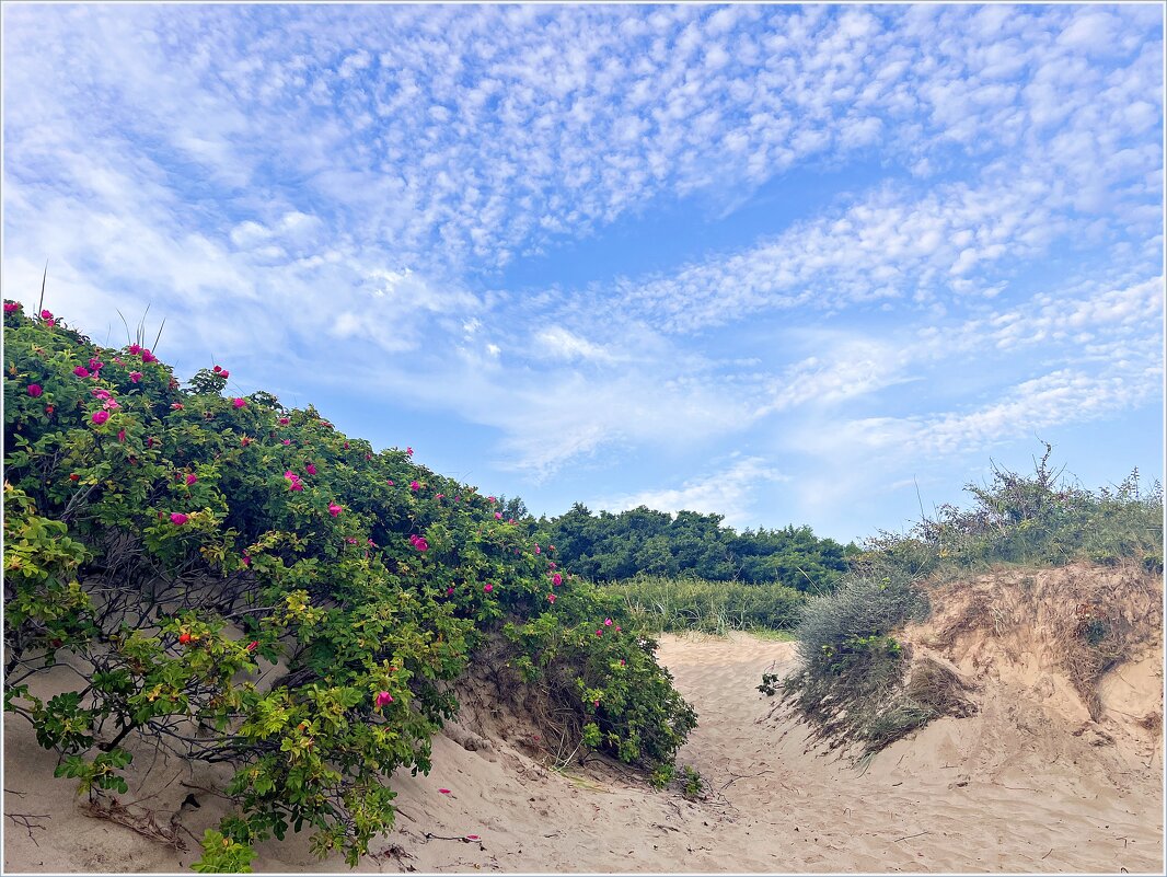 На берегу моря. - Валерия Комова На берегу моря. - Валерия Комова