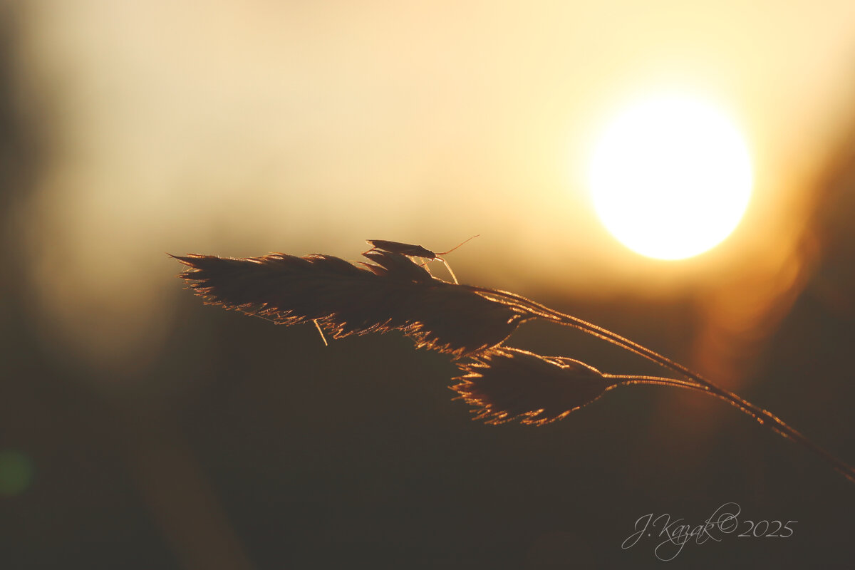 *** - Елена Kазак (selena1965) *** - Елена Kазак (selena1965)