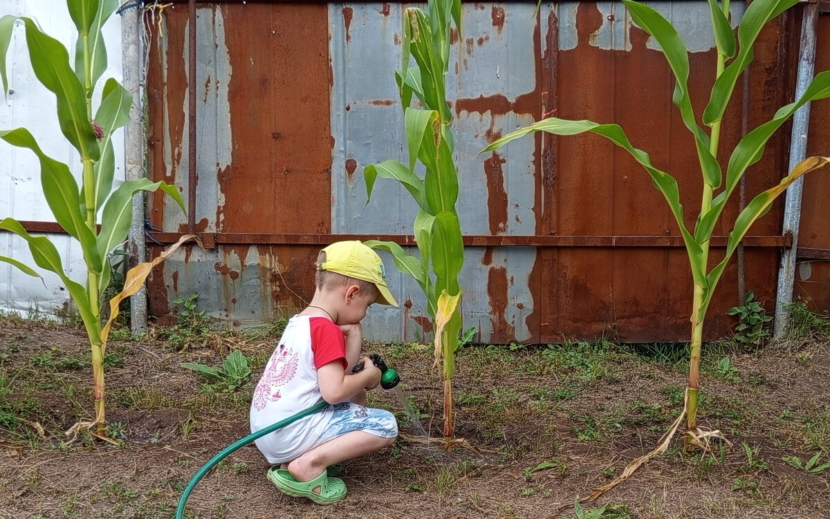 Поливаю,поливаю....,когда же поспеет кукуруза!??? - Алена 