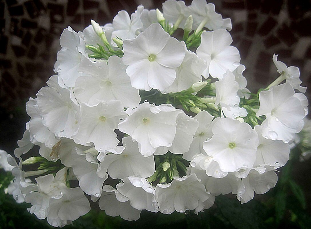 Флоксы - Елена Семигина