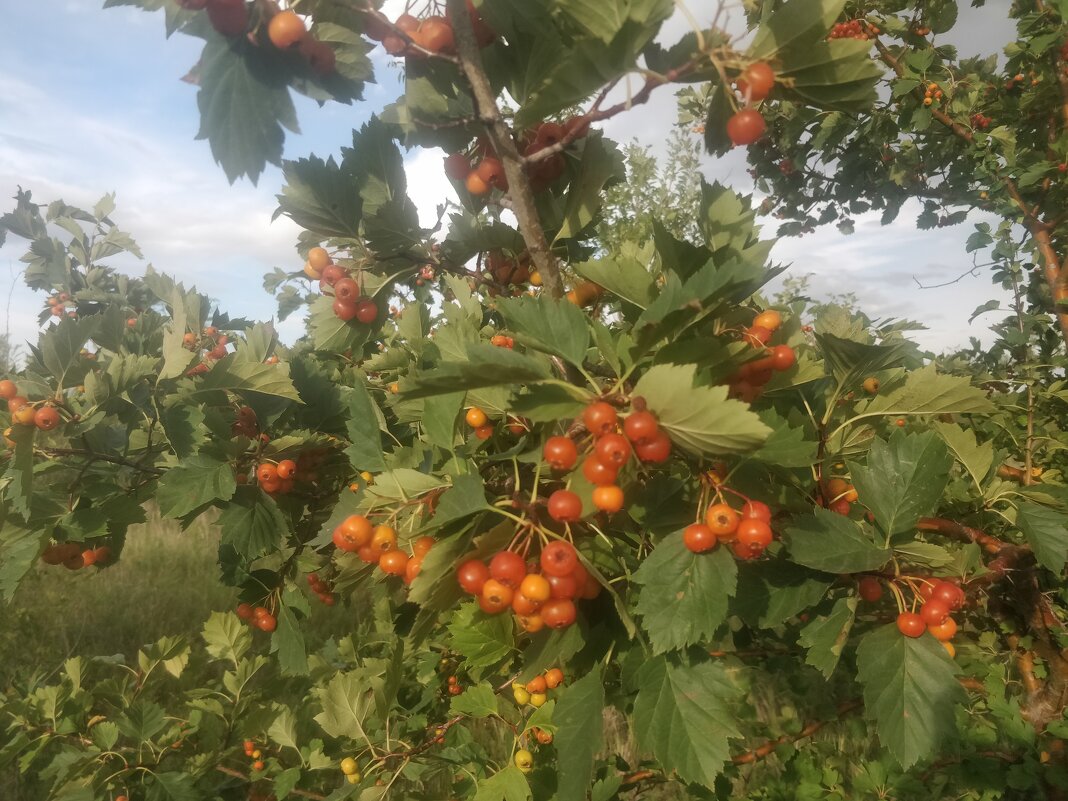 Боярышник - Андрей Хлопонин