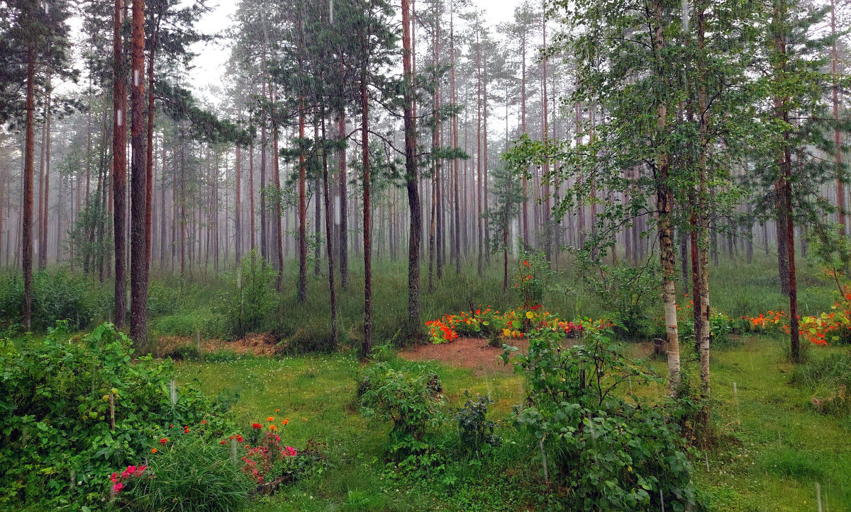 Дождь - Ирина Румянцева Дождь - Ирина Румянцева