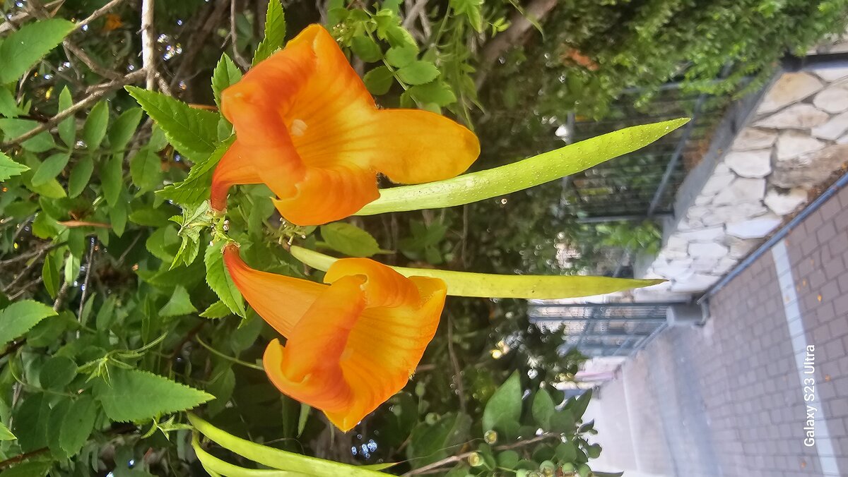 Цветок - Аркадий Басович Цветок - Аркадий Басович