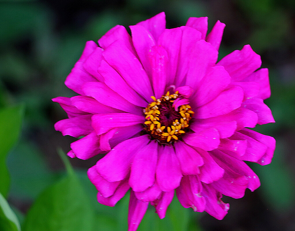 Цинния - Светлана Цинния - Светлана