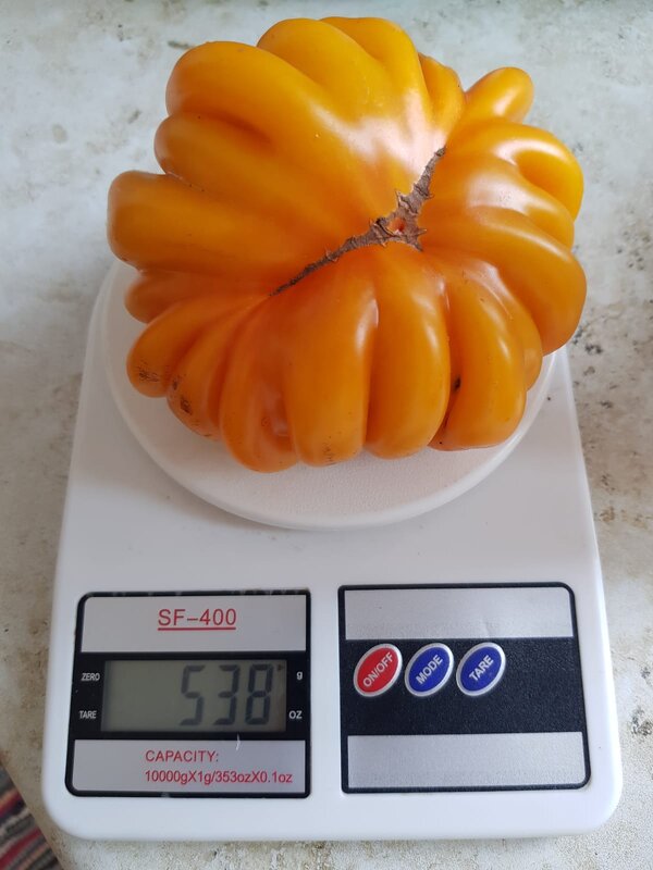 Томат "Лотарингская красавица" - Tata Wolf Томат "Лотарингская красавица" - Tata Wolf