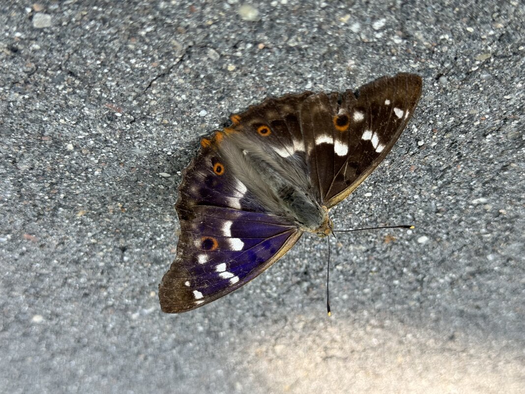 Бабочка - Анна Камс