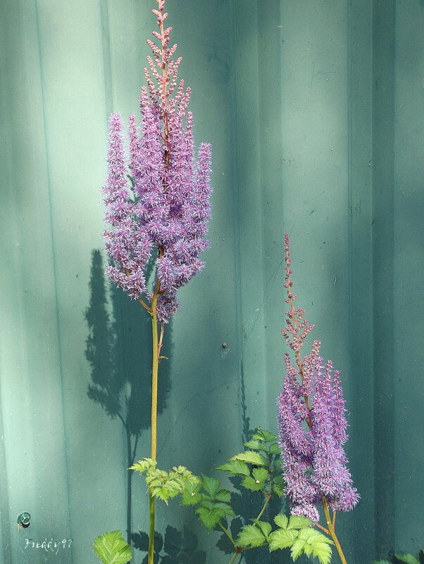 Астильба - Freddy 97