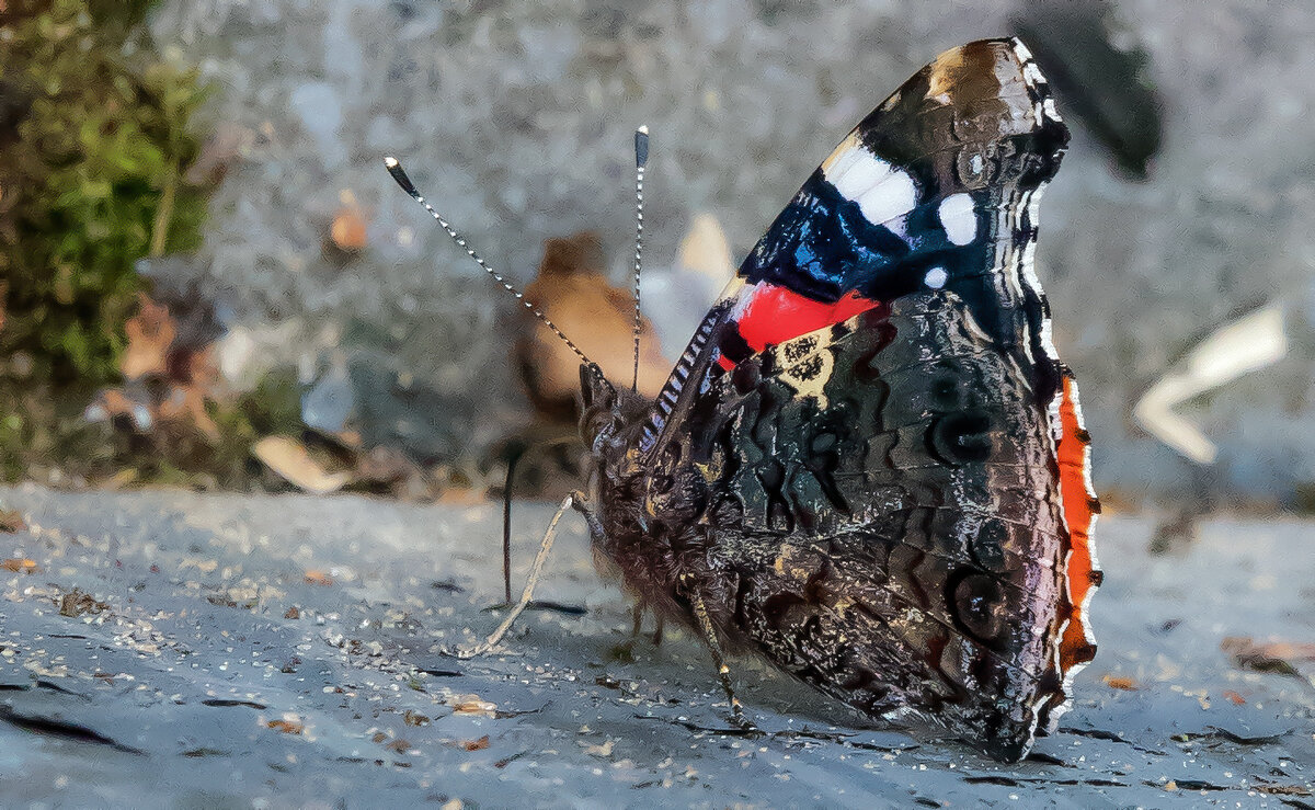 *** - Владимир Безбородов *** - Владимир Безбородов