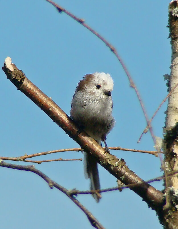 молодой ополовник - gawrilа - dan