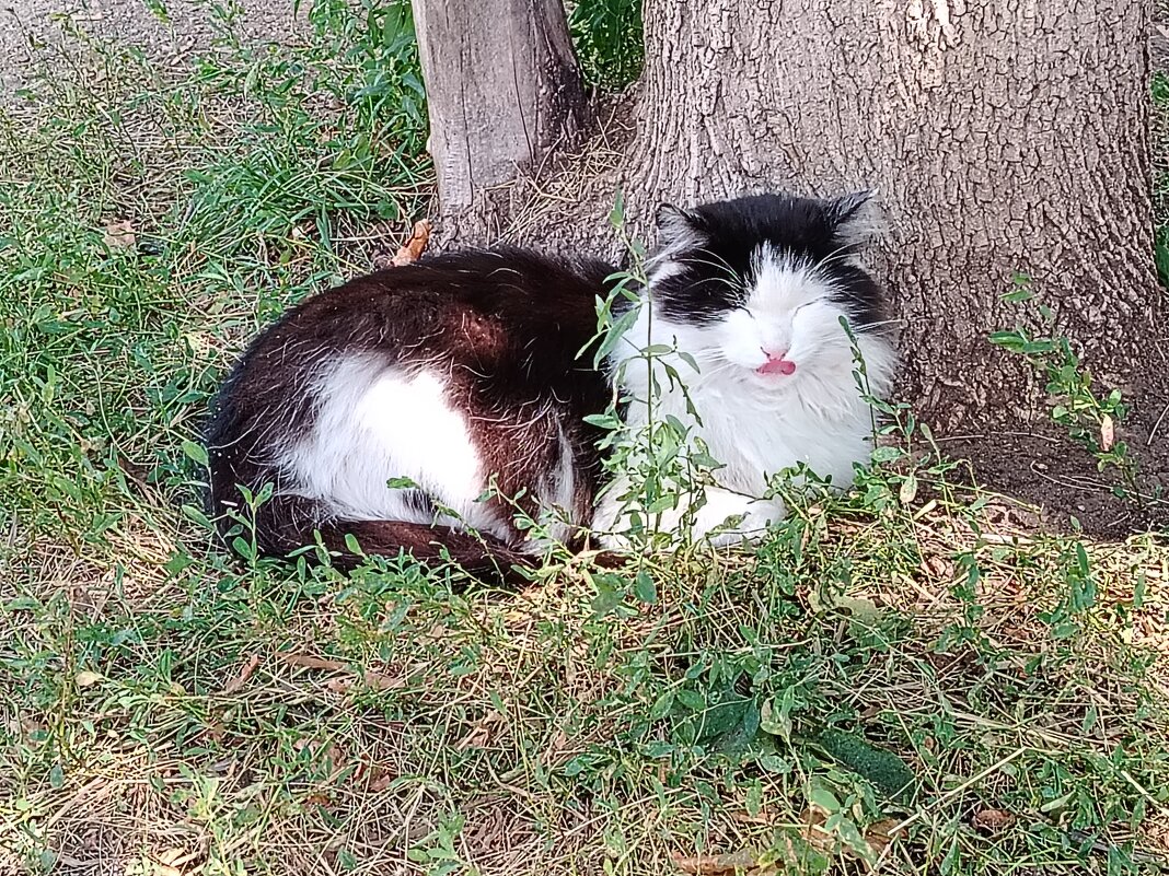Нежится на солнышке - Надежда 