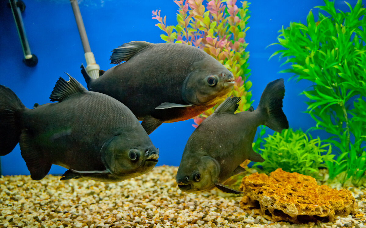 Рыбки - Андрей 