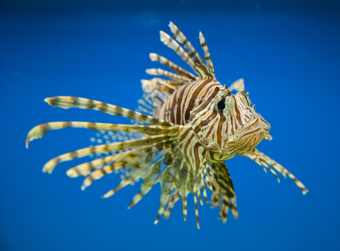 Рыбки - Андрей 