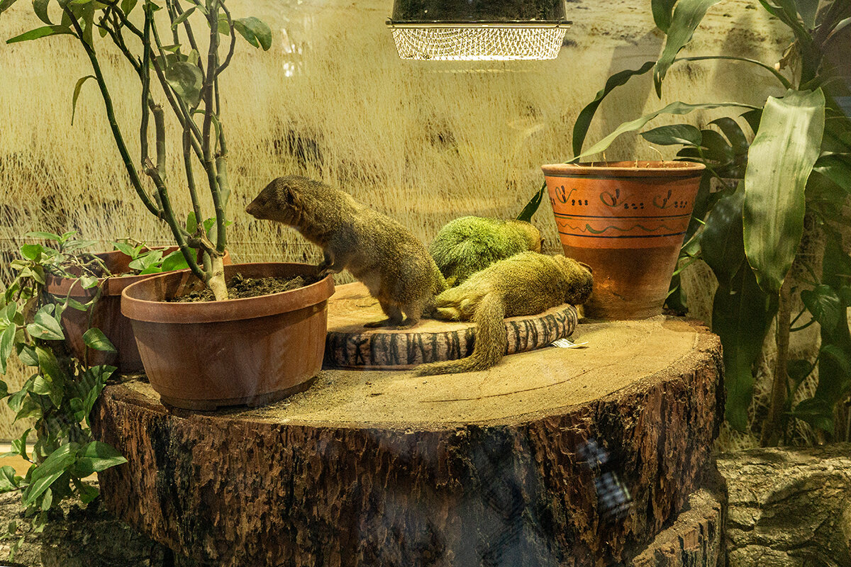 В зоопарке - Ирина Соловьёва