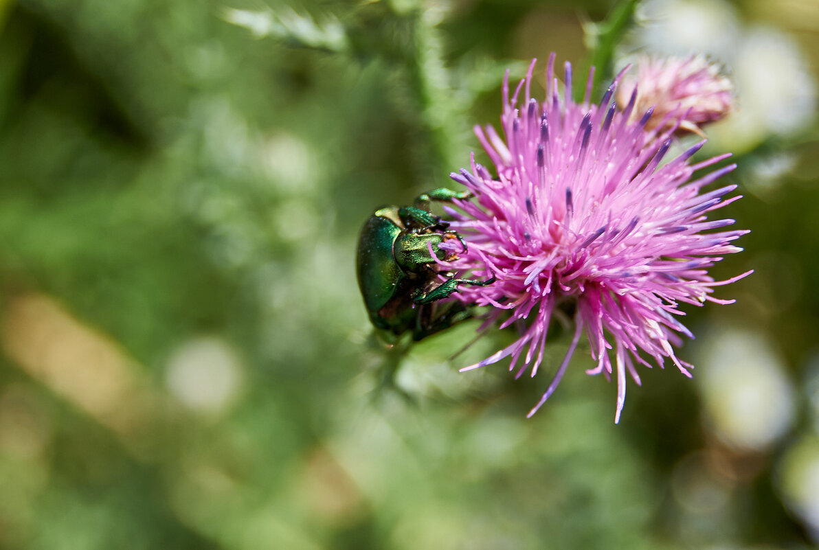Золотистая бронзовка - Александр Леонов