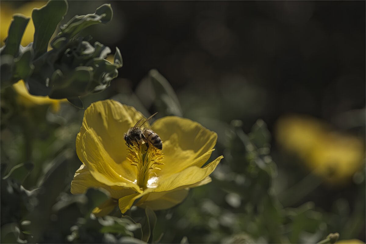 Макро - ujgcvbif 