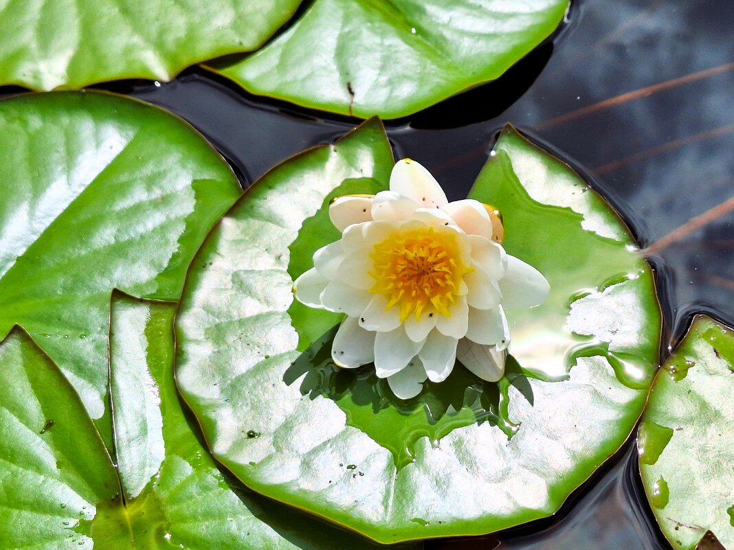 Водяная лилия - Наталья 