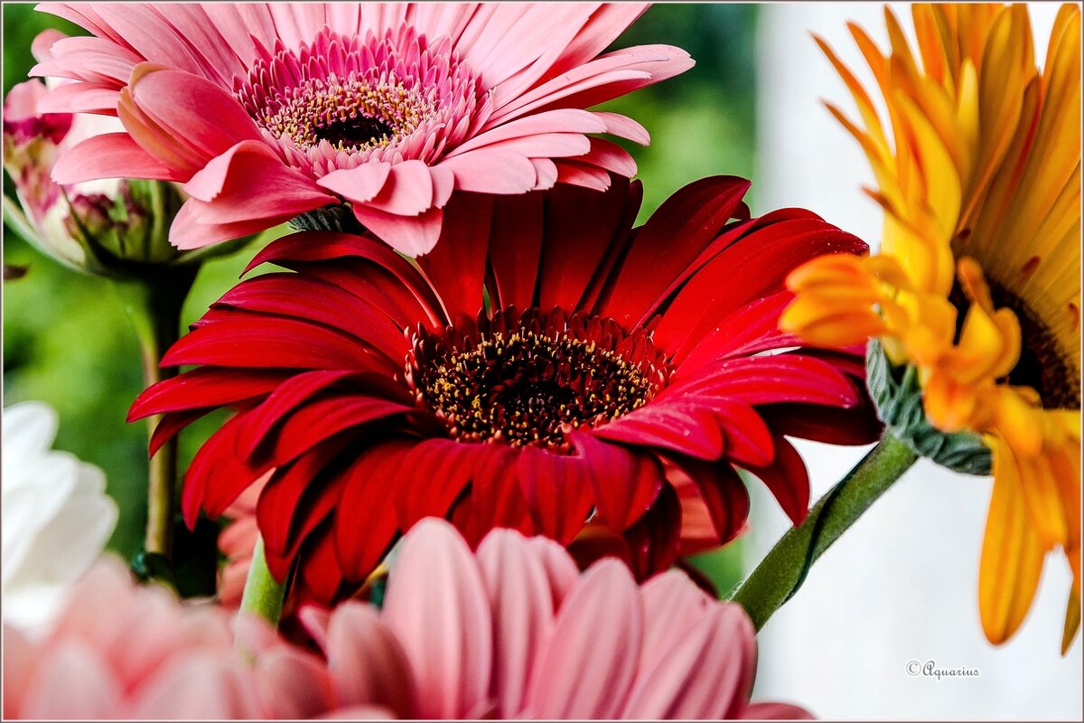 Герберы - Aquarius - Сергей