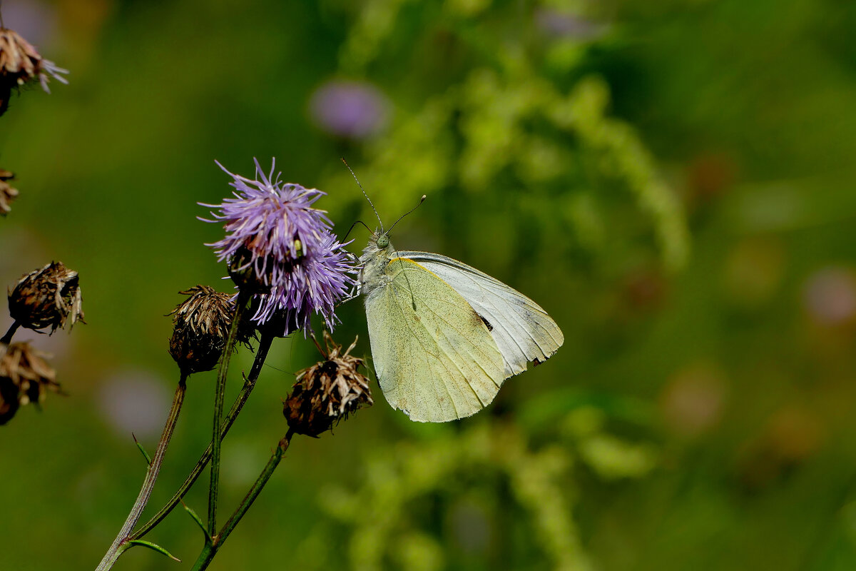из снятого 1 августа 36 - Александр Прокудин из снятого 1 августа 36 - Александр Прокудин