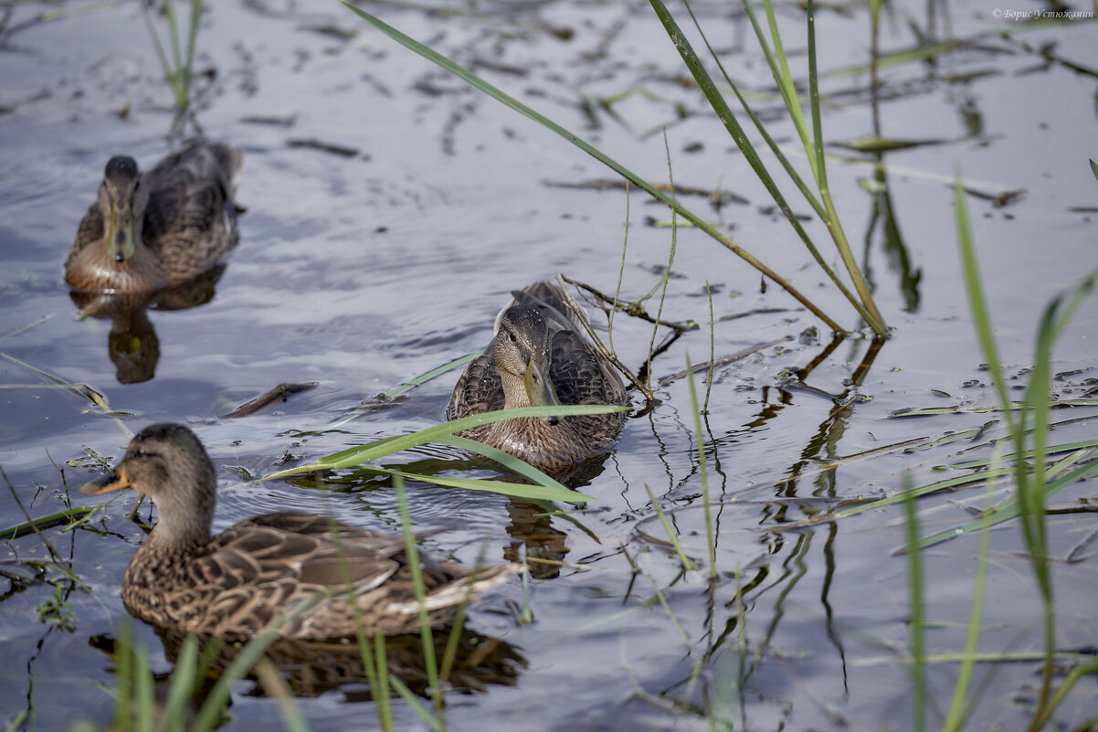 Уточки - Борис Устюжанин
