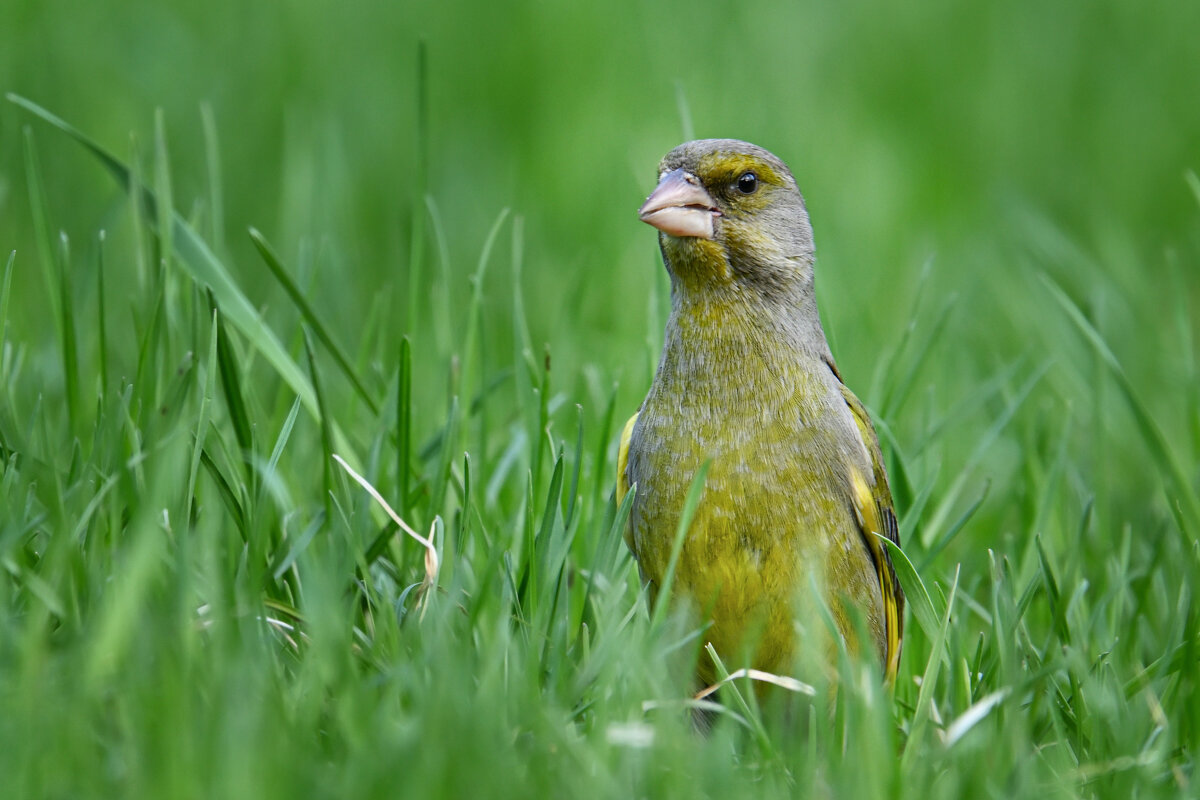Зеленушка - Виктория Шажко 