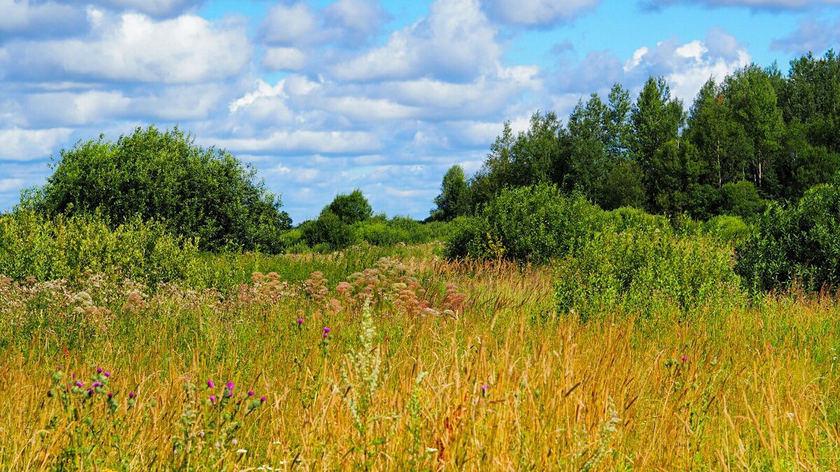 Лето в августе. - Милешкин Владимир Алексеевич 