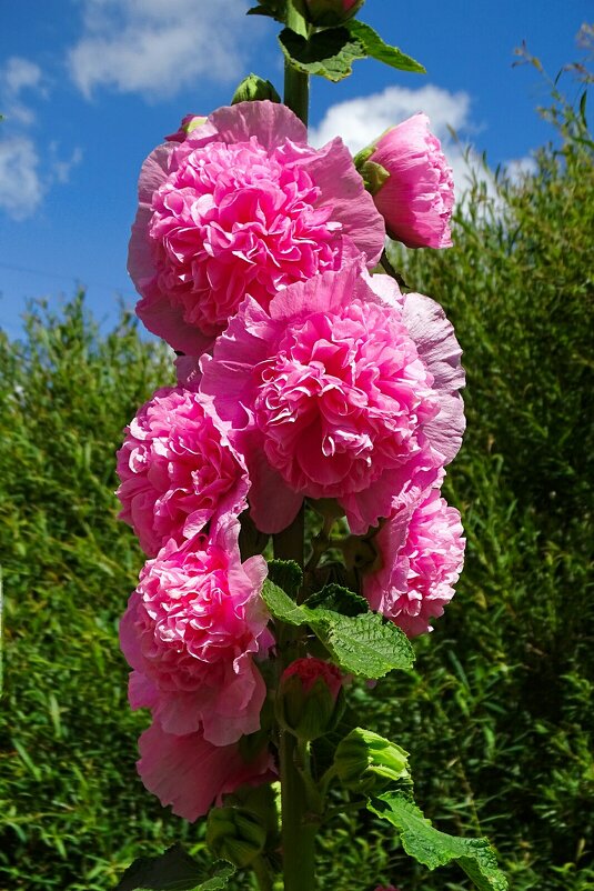 Махровая мальва. - Милешкин Владимир Алексеевич 