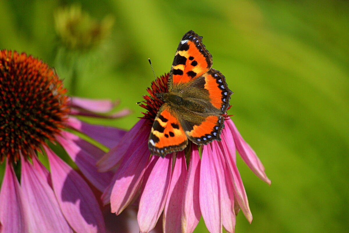 Крапивница - Татьяна Лютаева