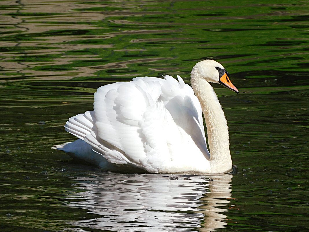 Лебедь - Лина 