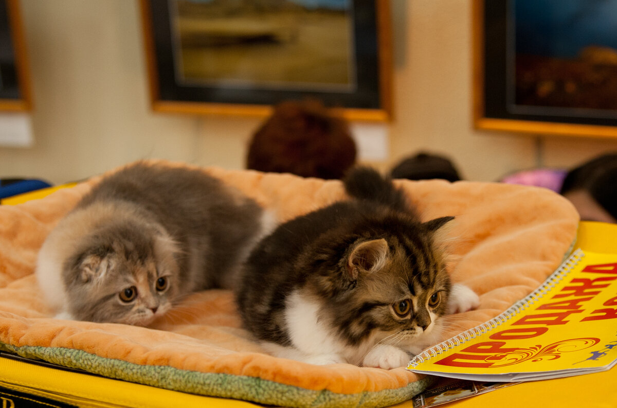 Выставка кошек - Андрей Выставка кошек - Андрей