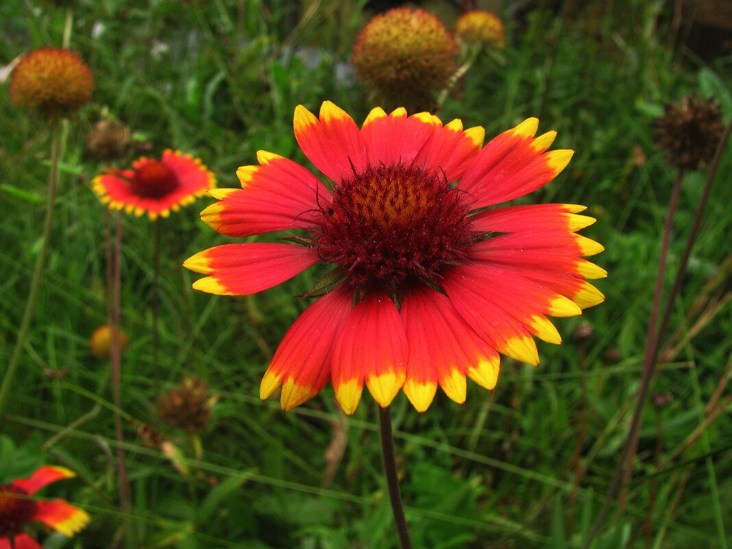 Гайлардия цветёт - Людмила Смородинская