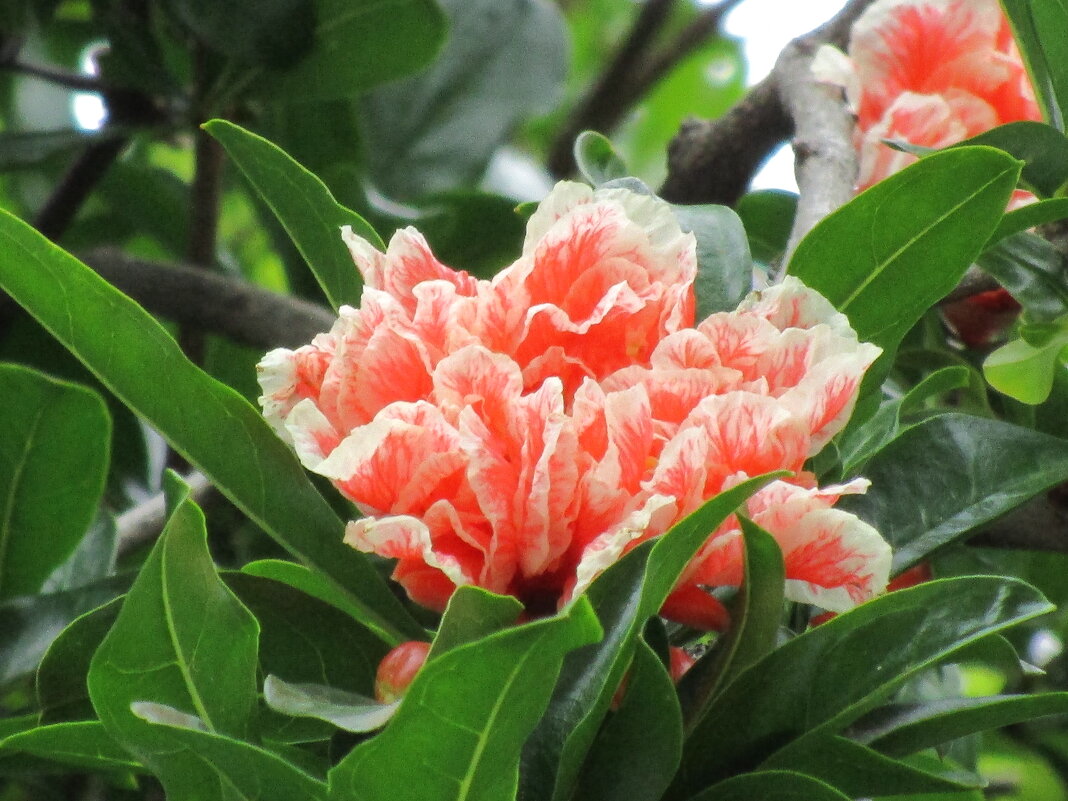 цветёт гранат - Елена Шаламова цветёт гранат - Елена Шаламова