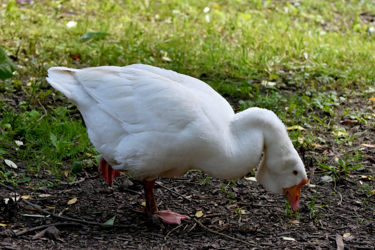 Москва. Сад будущего. - Наташа ***** Москва. Сад будущего. - Наташа *****