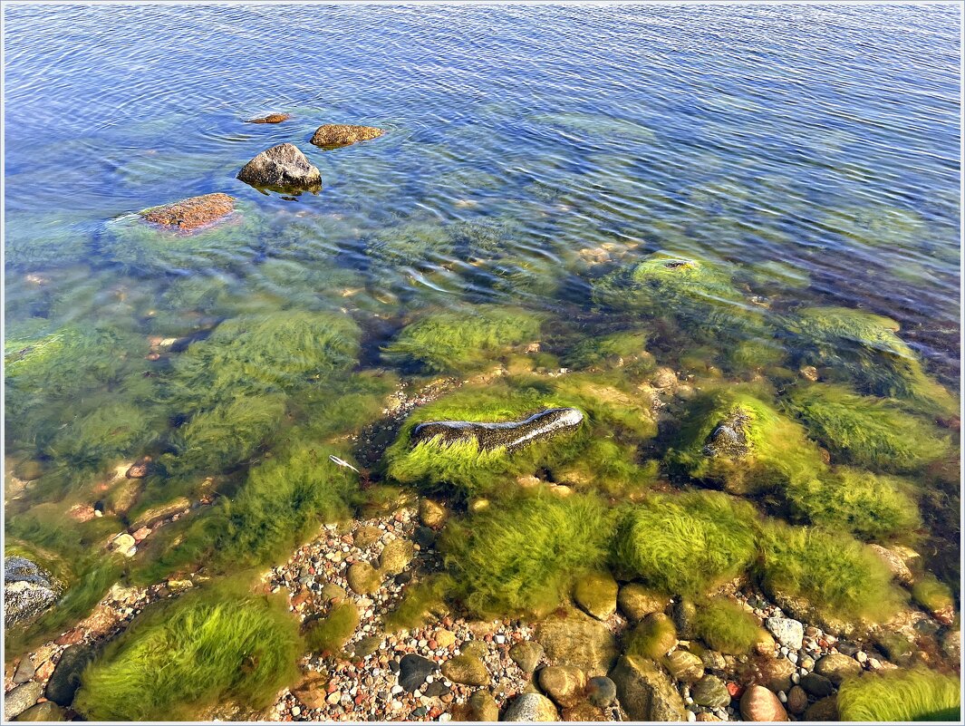 Камни в водорослях. - Валерия Комова