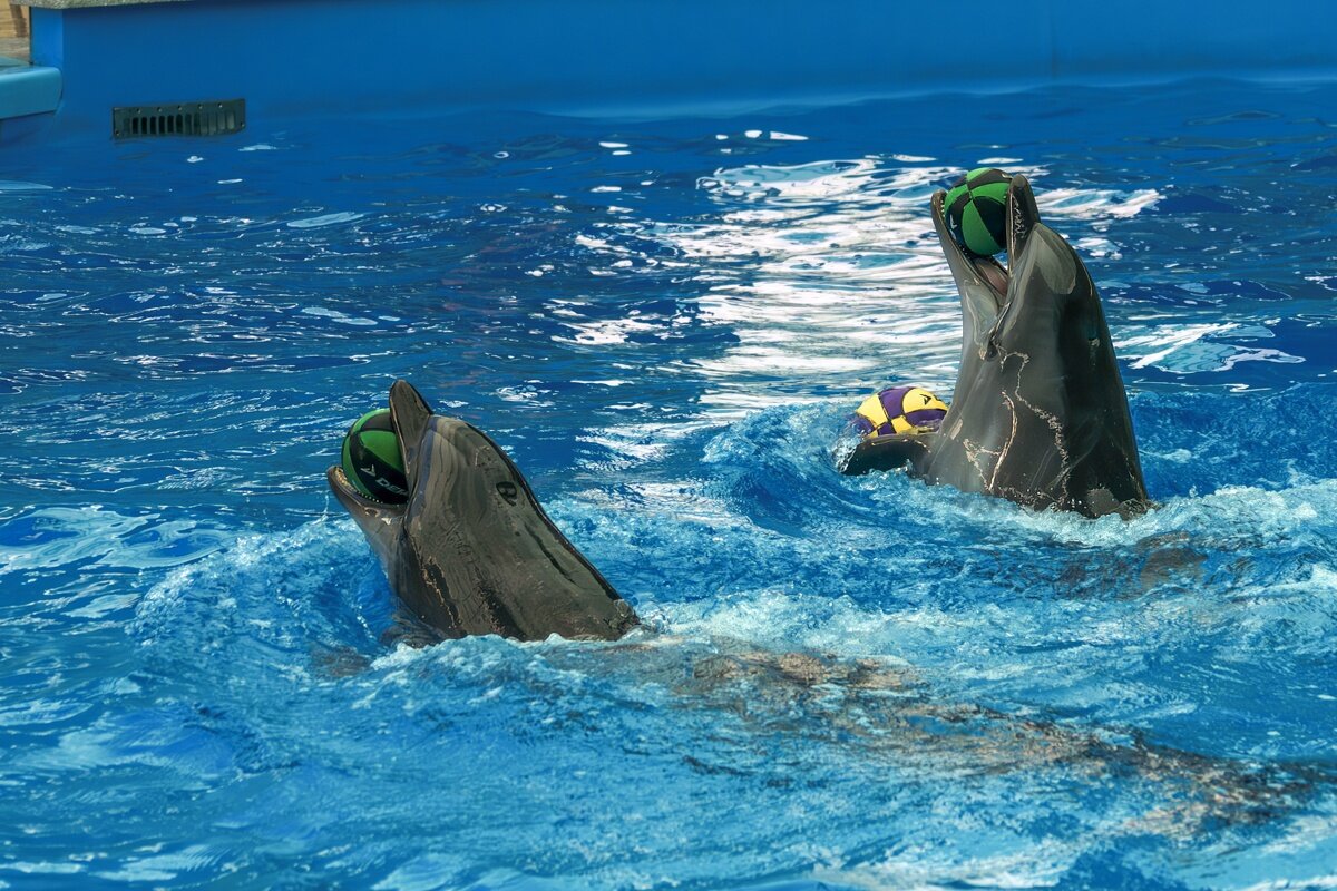 Дельфинарий в поселке Небуг, Краснодарский край - Игорь Сикорский Дельфинарий в поселке Небуг, Краснодарский край - Игорь Сикорский