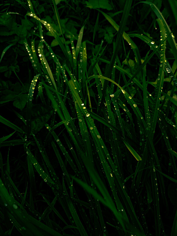 *** - someone somewere