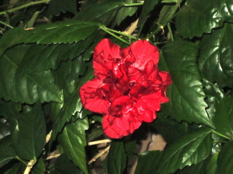 Гибискус - Дмитрий Никитин