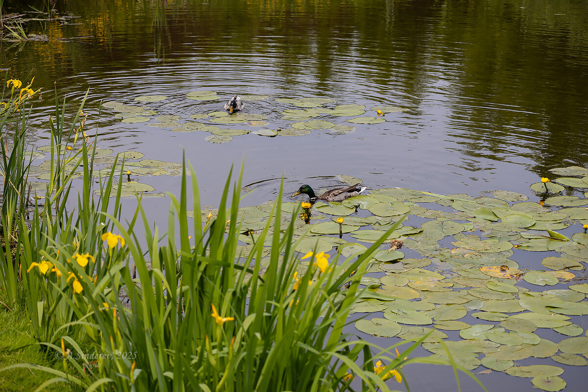 Утки в кувшинках на пруду - Александр Синдерёв