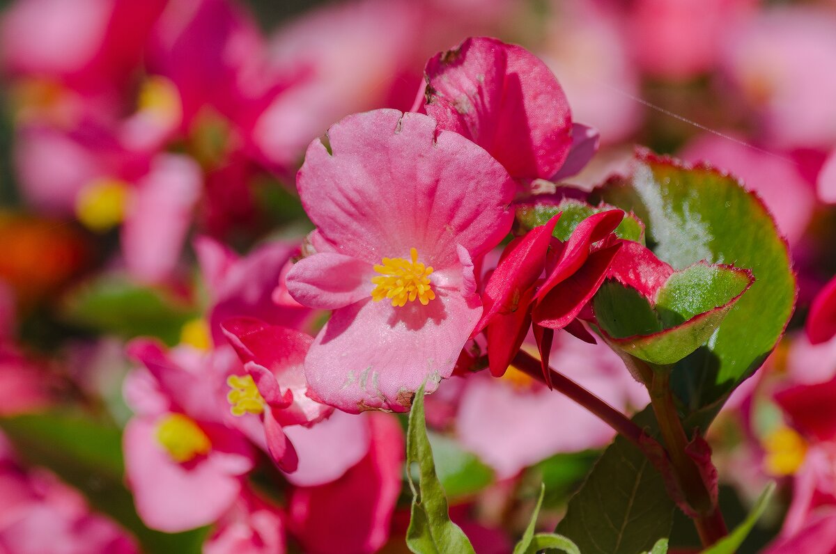 *** - Виктор Иванович Чернюк *** - Виктор Иванович Чернюк