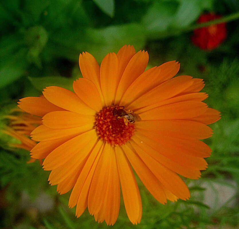 Летний - Елена Семигина