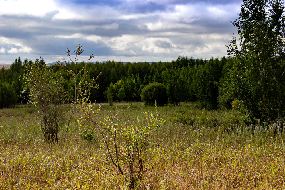 Август - Светлана SvetNika17